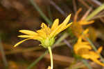 Longleaf sunflower